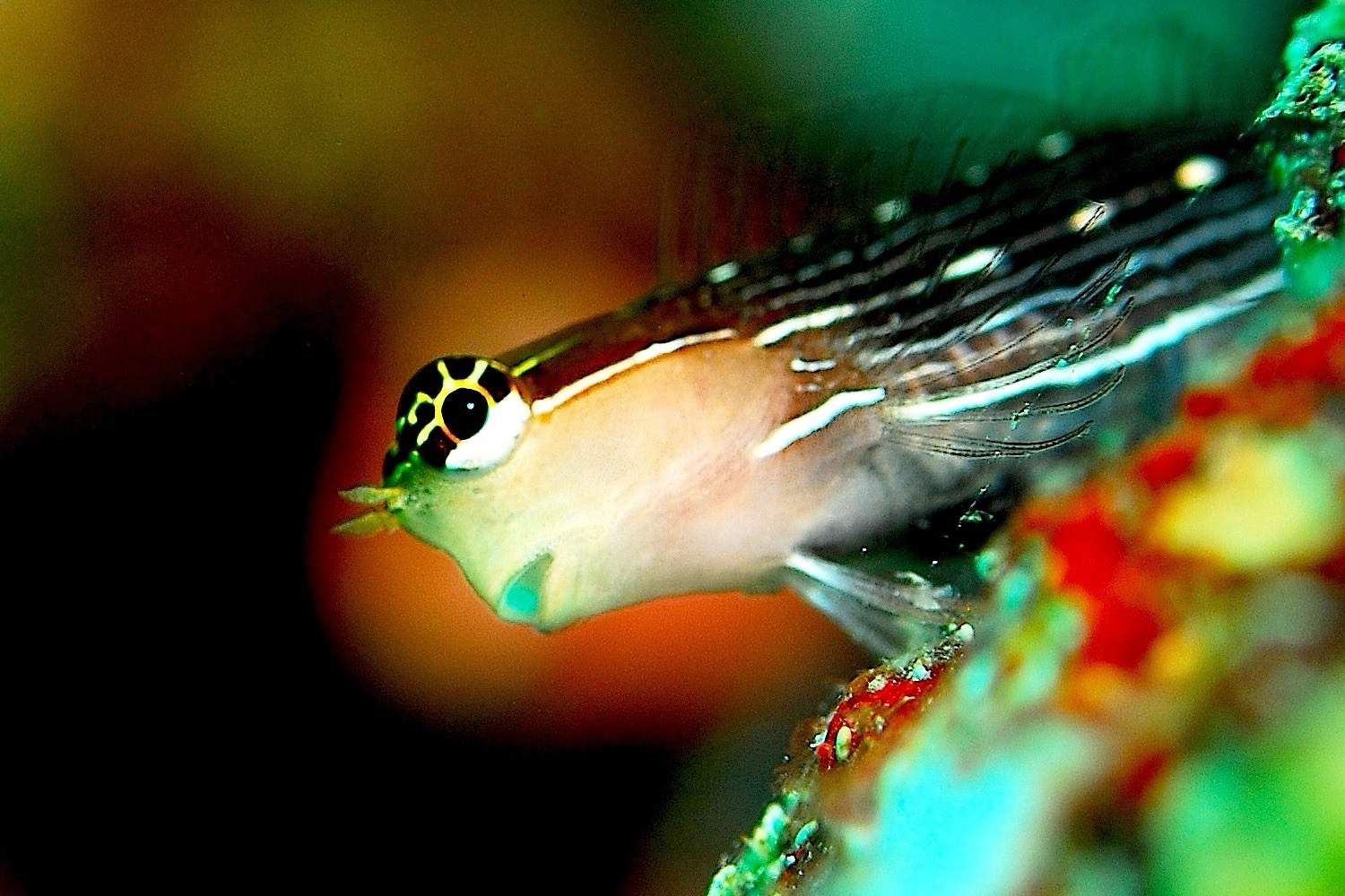 Pictus Blenny
