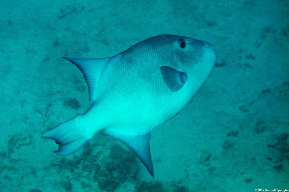 Ocean Triggerfish