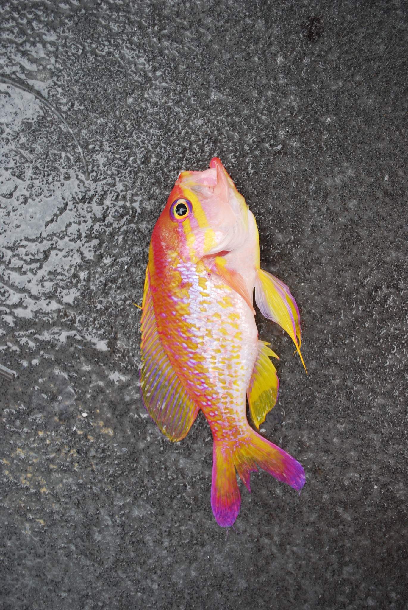 Yellowfin Anthias