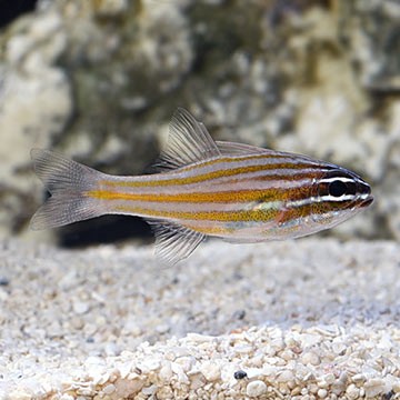 Narrow-Striped Cardinalfish