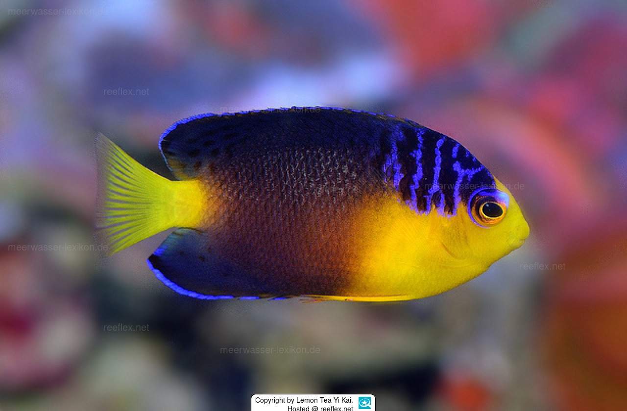Nahacky's Angelfish