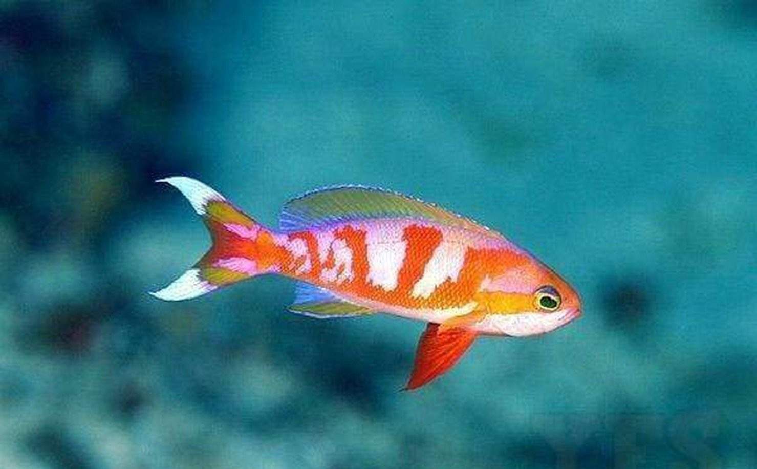 Yellow-Spotted Anthias