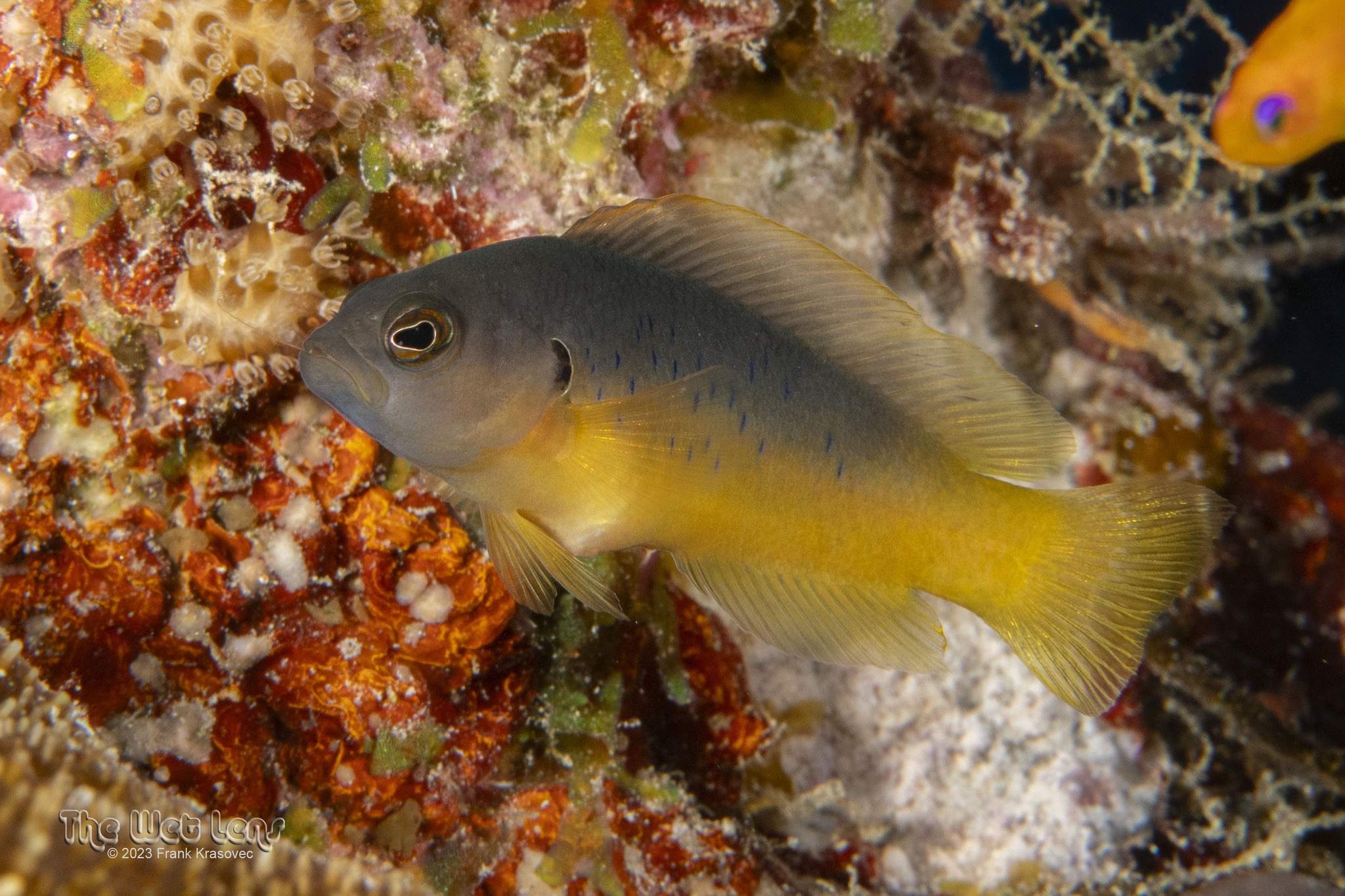 Painted Dottyback