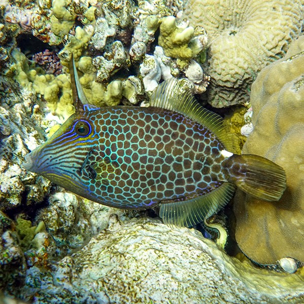Honeycomb Cowfish