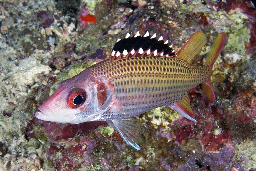 Blackfin Squirrelfish