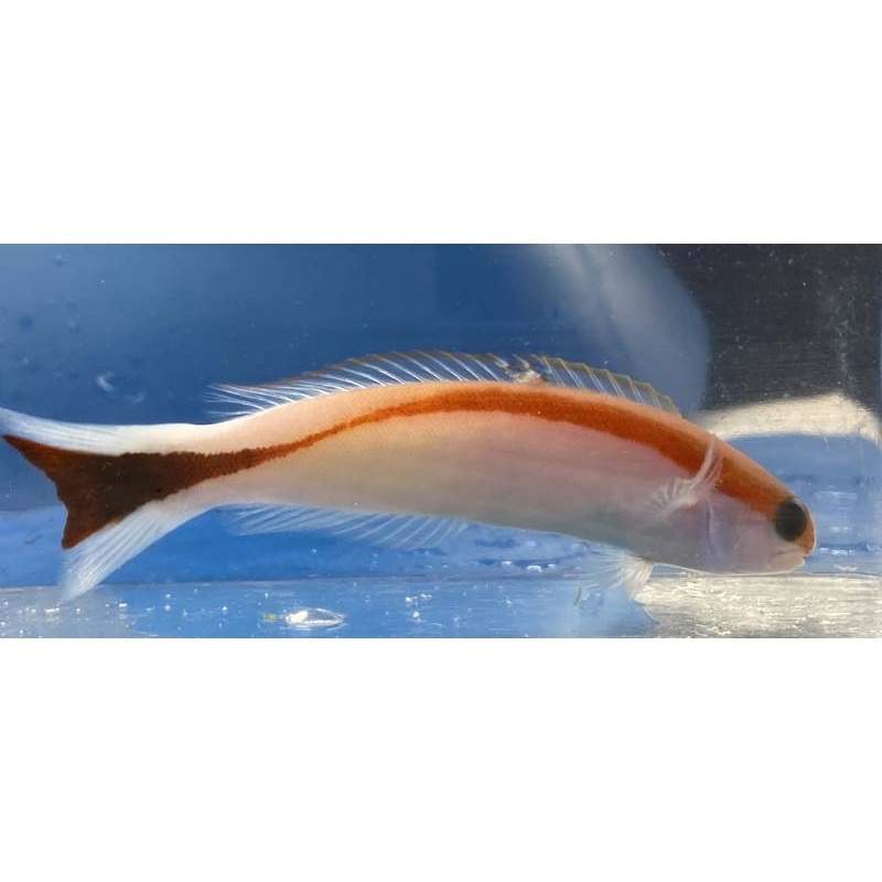 Marcos' Tilefish