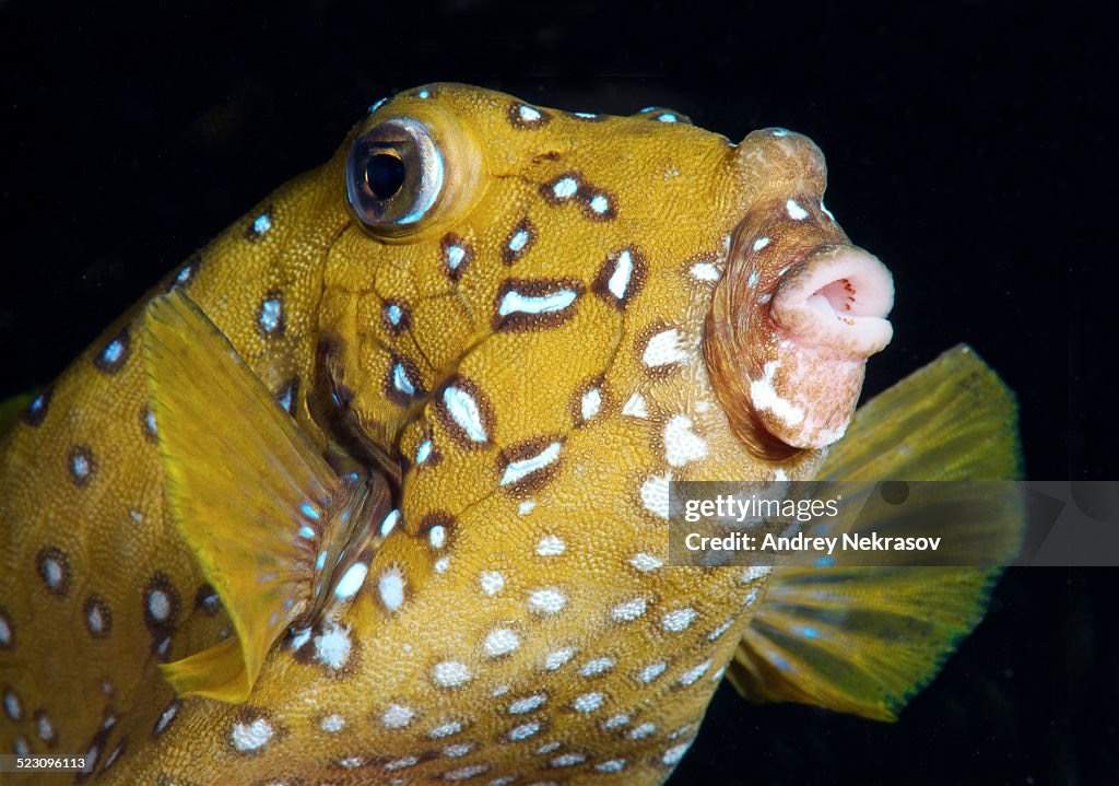 Yellow Boxfish