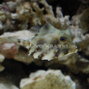 Thielle's Clownfish
