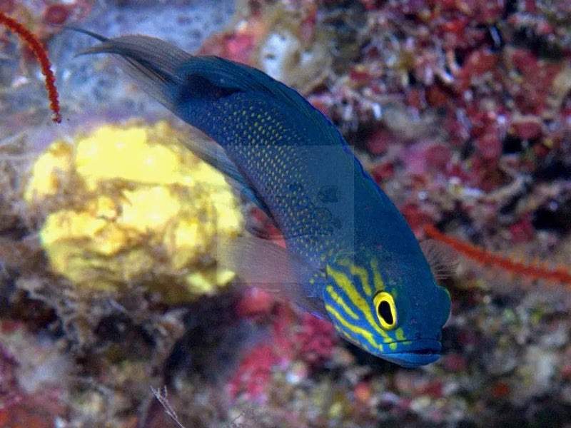 Yellowlined Basslet