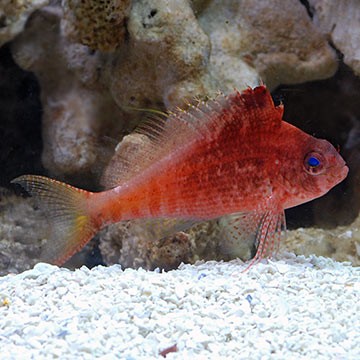 Blood Red Hawkfish