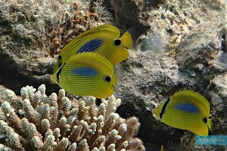 Blueblotch Butterflyfish