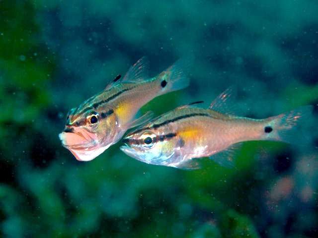 Half-Lined Cardinalfish