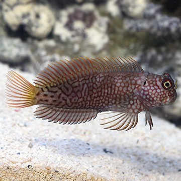 Barnacle Blenny