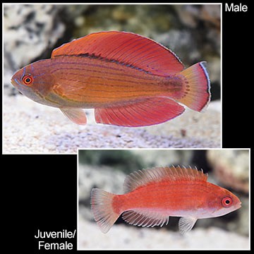 Eightline Flasher Wrasse