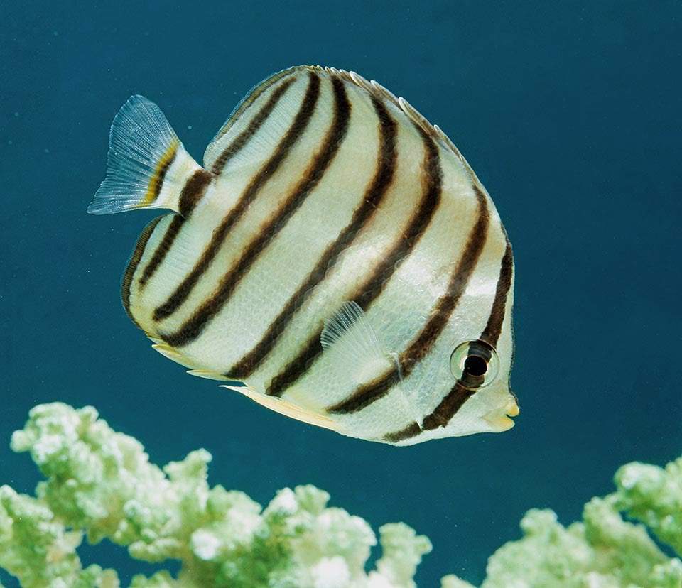 Eight-banded Butterflyfish
