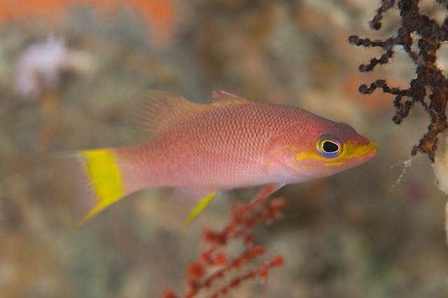Collett's Basslet