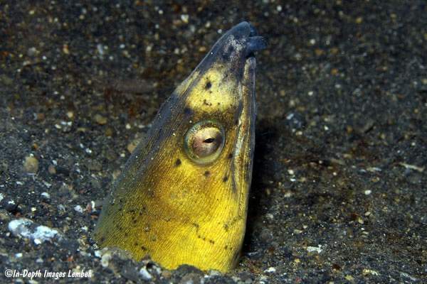 Highfin Snake Eel