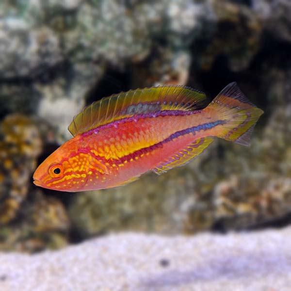Pintail Fairy Wrasse