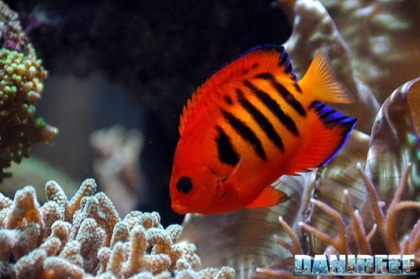 Lemonpeel Angelfish