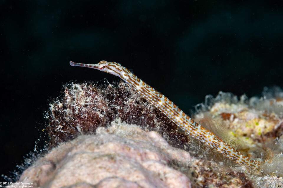 Schultz's Pipefish