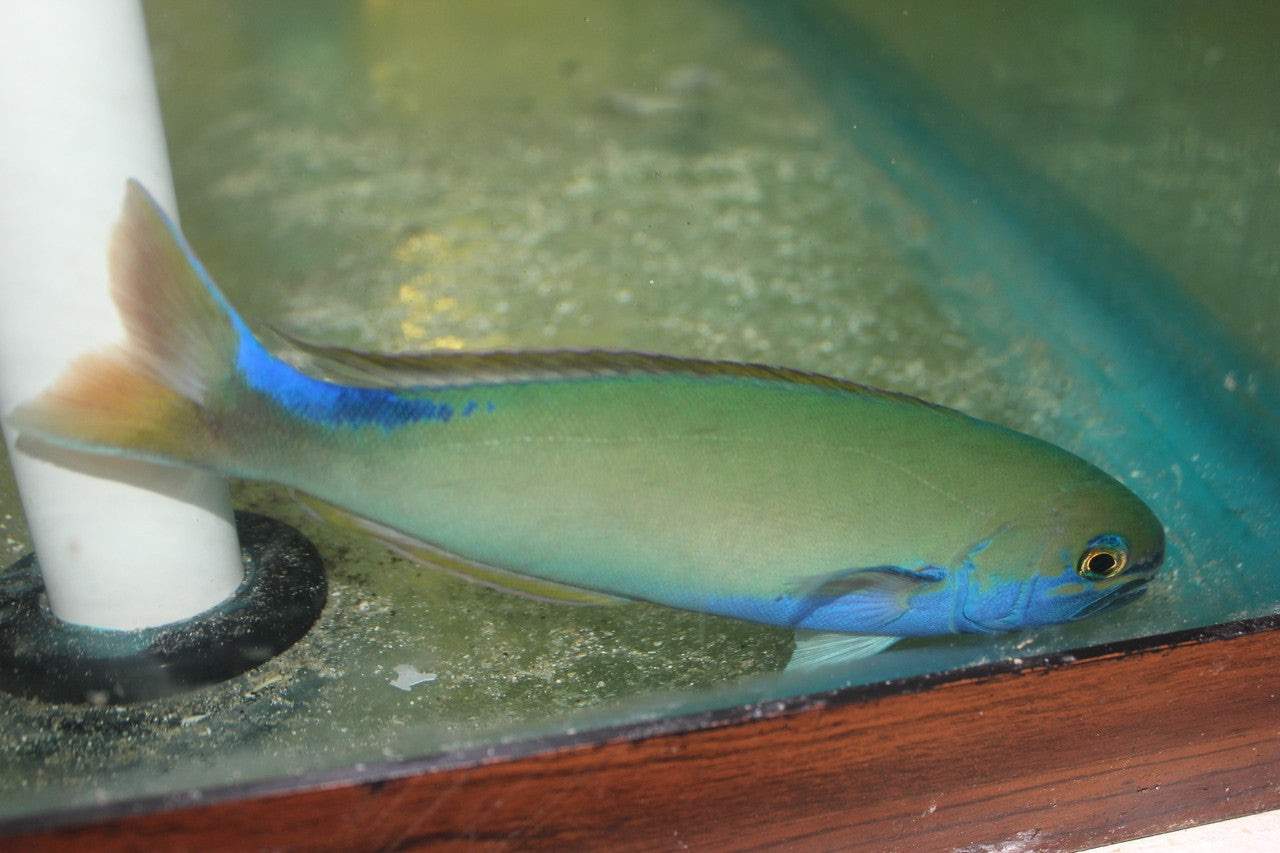 Randall's Tilefish