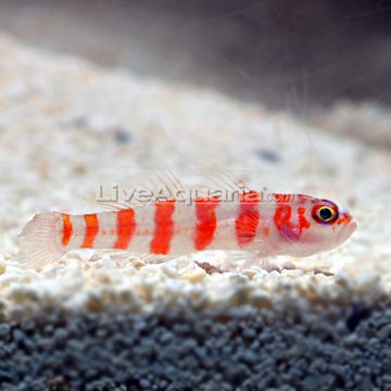 Red-Striped Pipefish