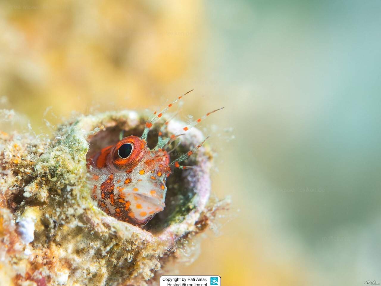 Dark-Barred Blenny