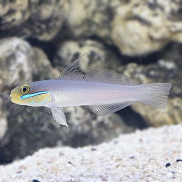 Red Head Goby