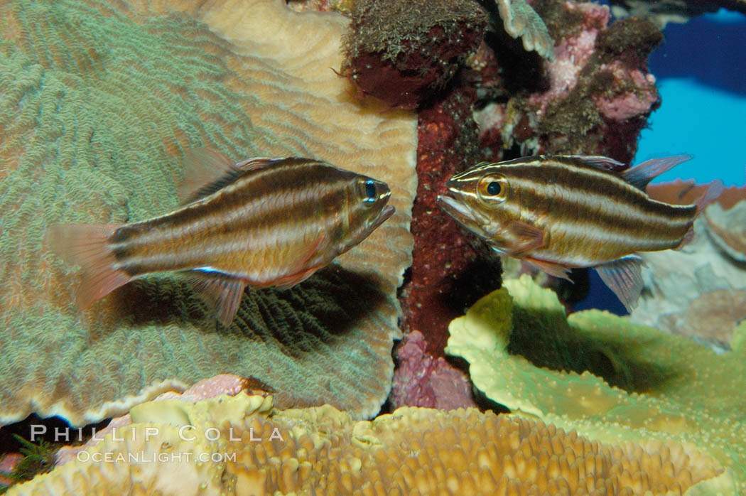 Seven-Striped Cardinalfish