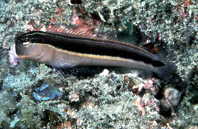 Linear Blenny