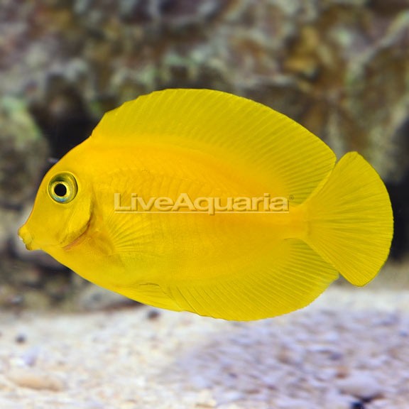 Lined Surgeonfish