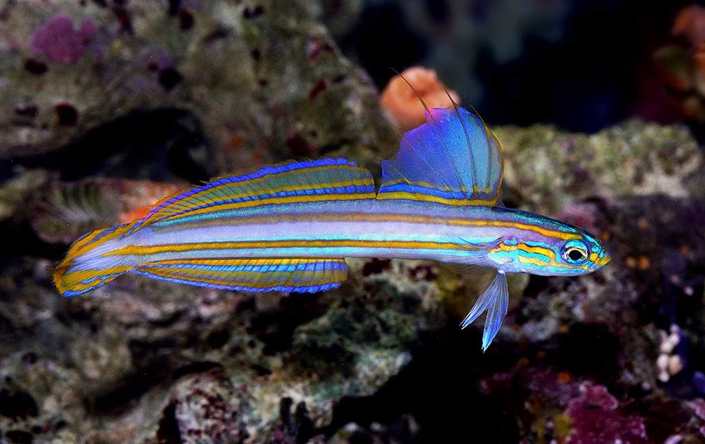 Flagtail Dartfish