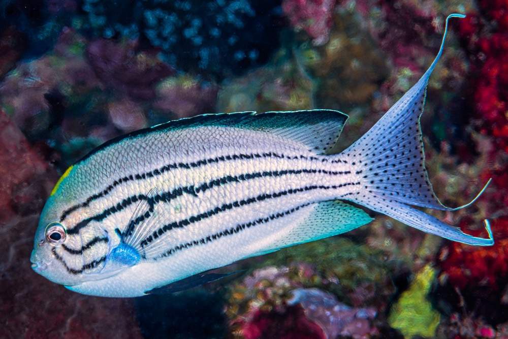 Lamarck's Angelfish