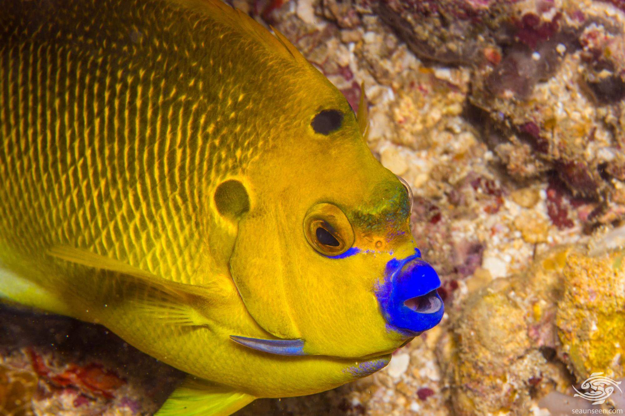Three-Spot Angelfish