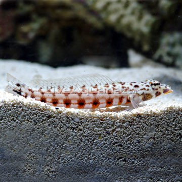 Lawnmower Blenny