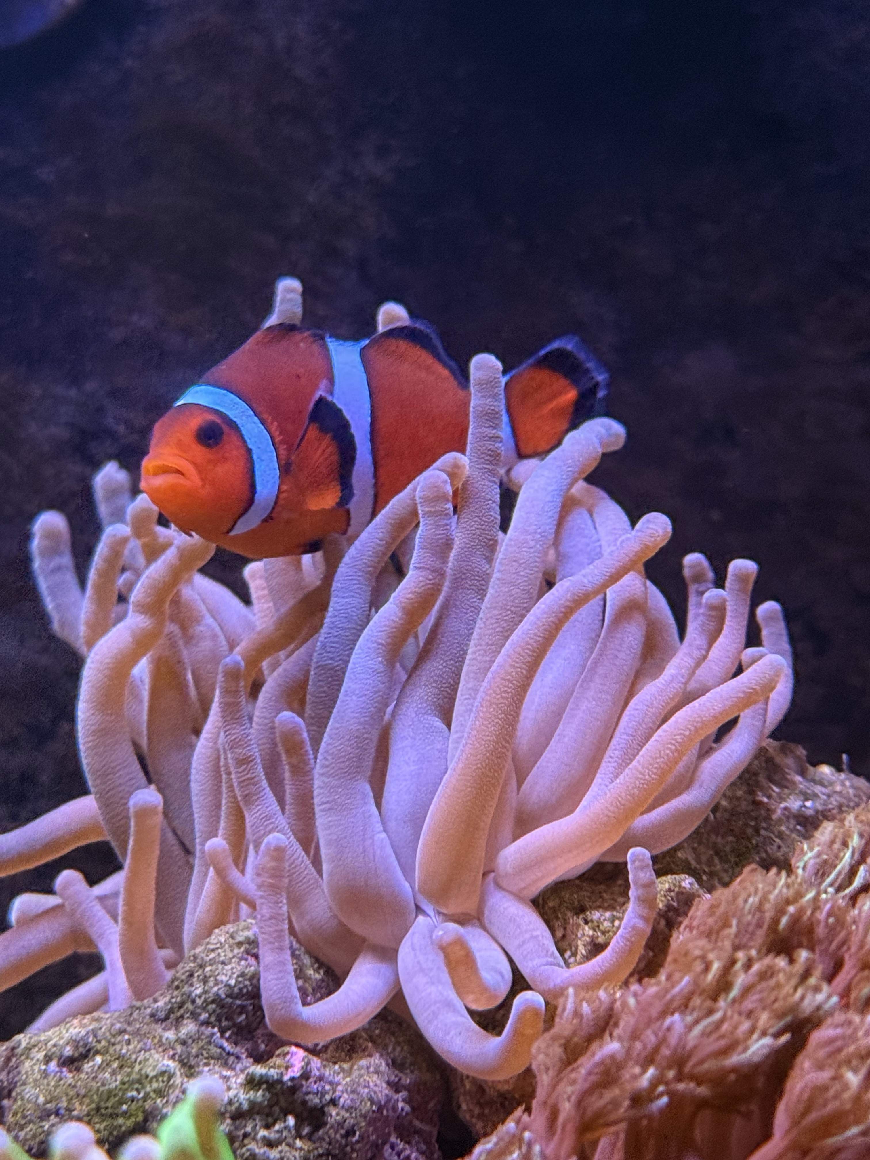 Zombie Ocellaris Clownfish