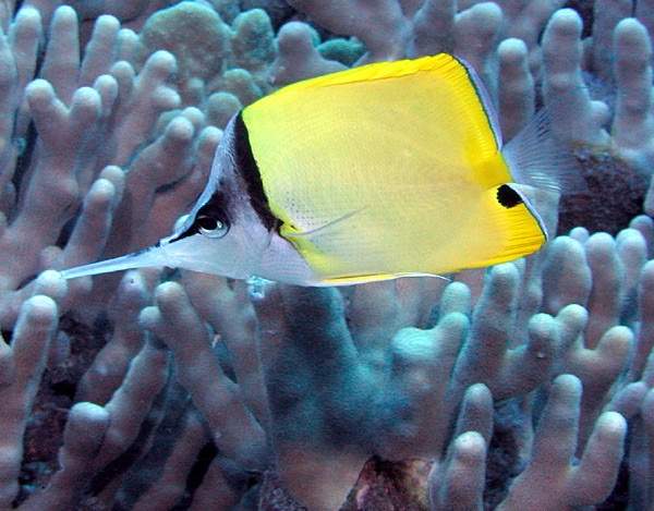 Very-Long-Nosed Butterflyfish