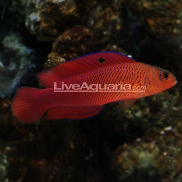 McCulloch's Dottyback