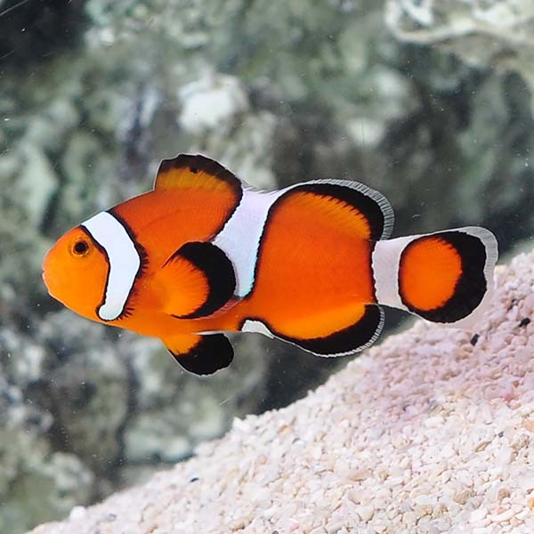 Ocellaris Clownfish