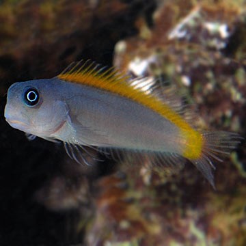 Blue-Spotted Blenny