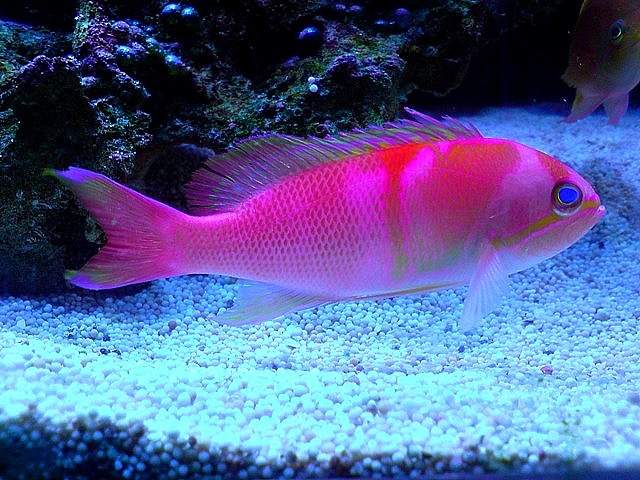 Charlene's Anthias