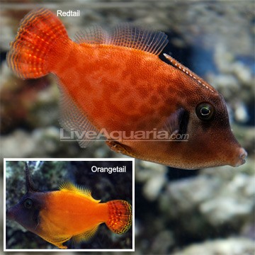 Harlequin Filefish
