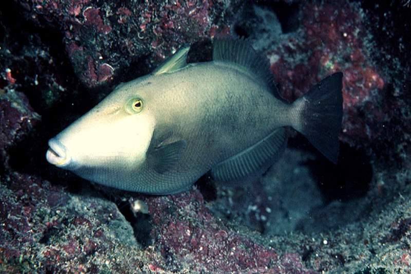 Bridled Triggerfish