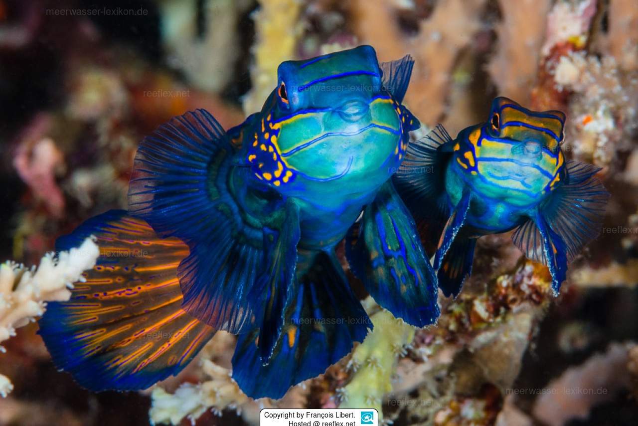 Red-Banded Dragonet