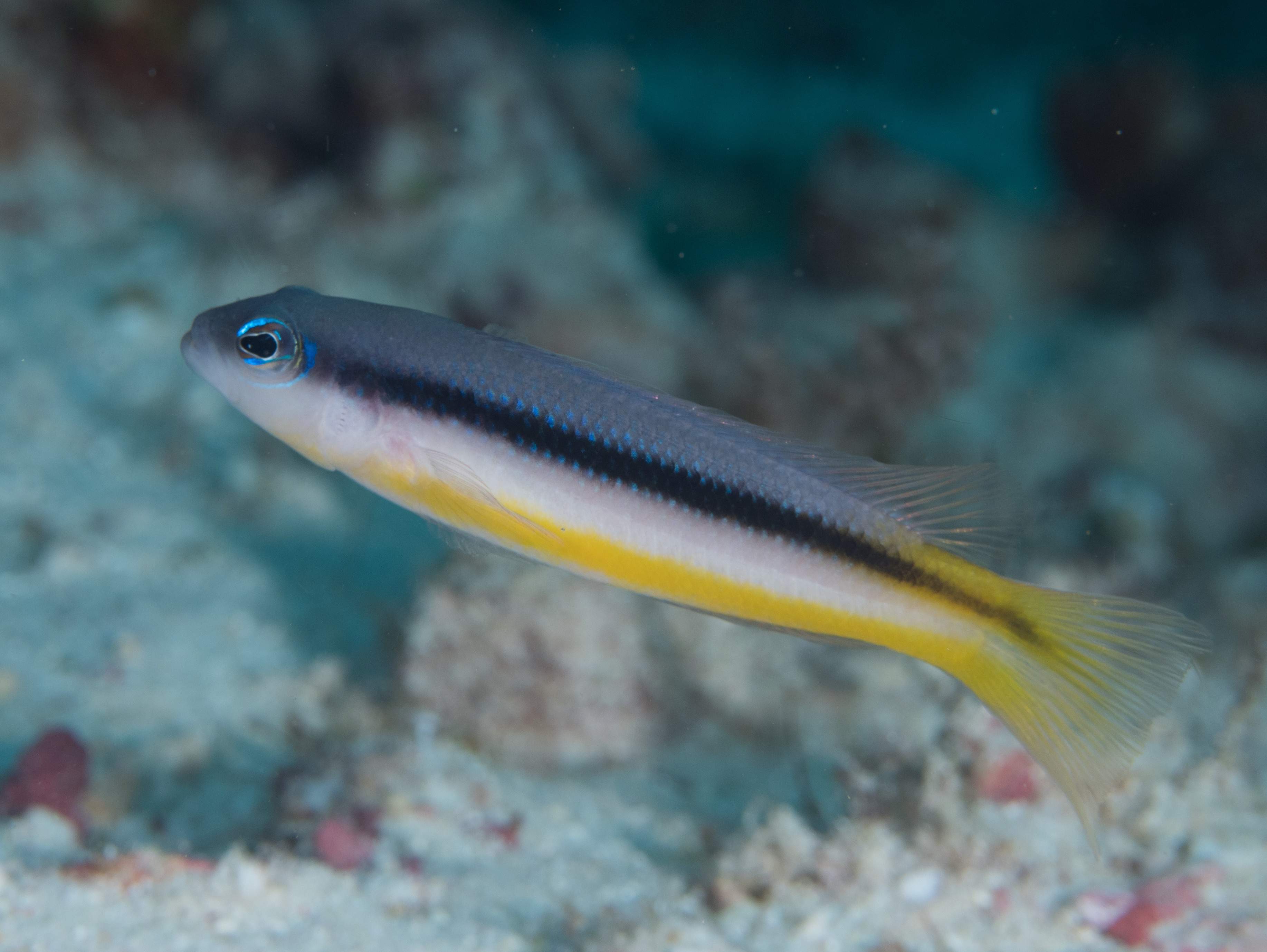 Ammer's Dottyback