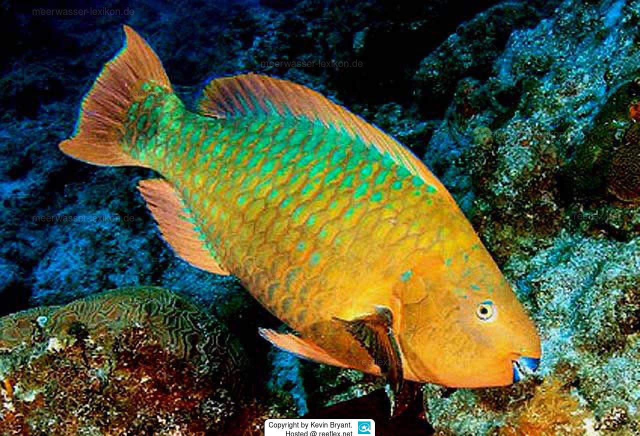 Rainbow Parrotfish