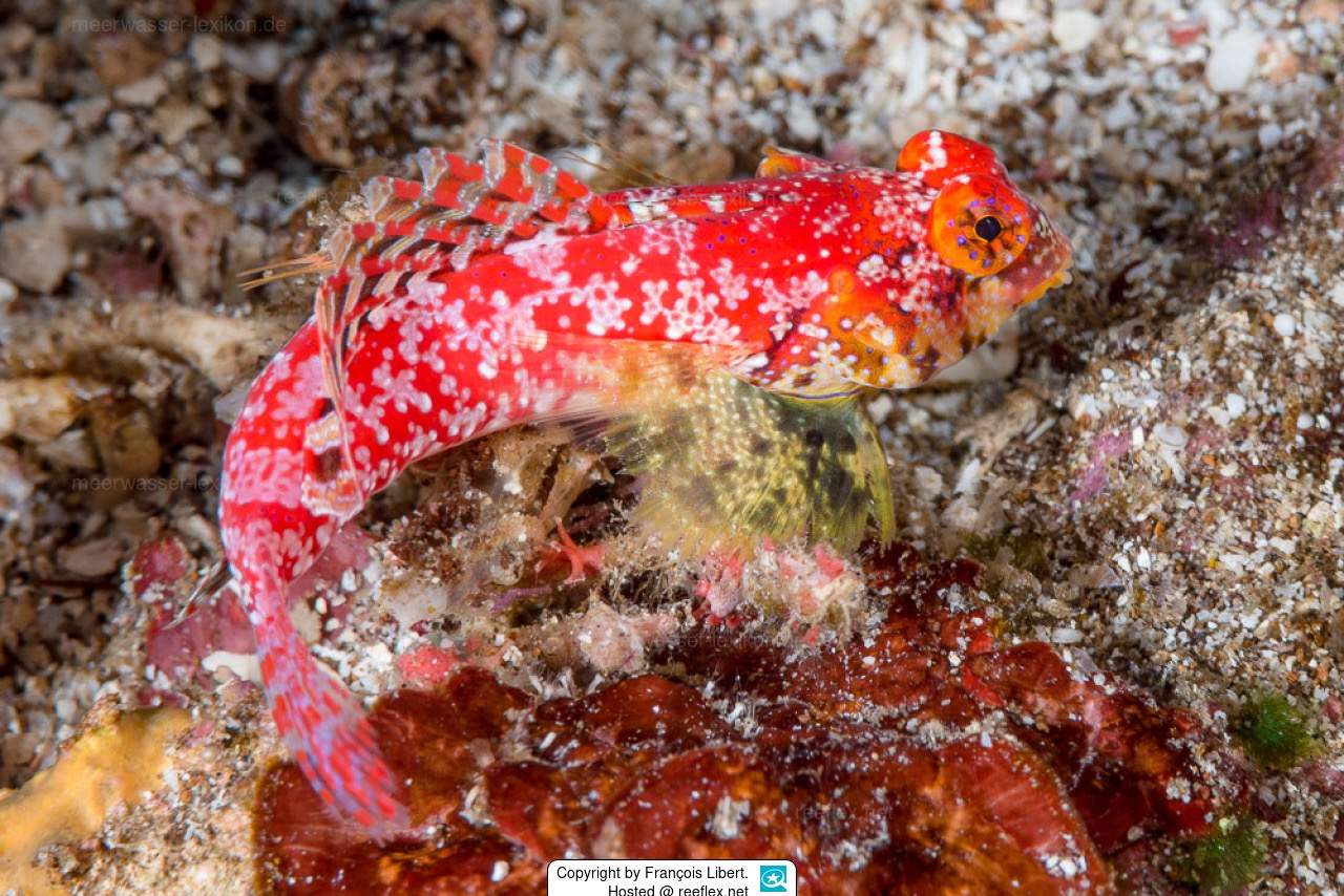 Richer's Dragonet