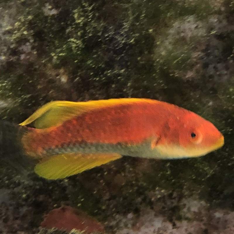 Tonozuka's Fairy Wrasse