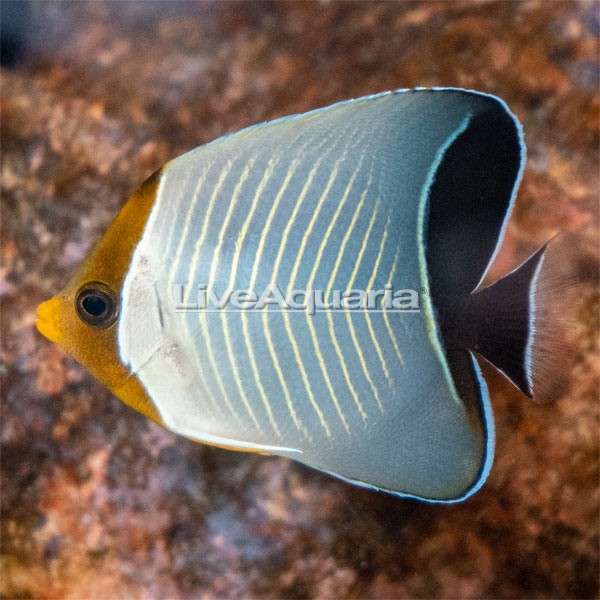 Hooded Butterflyfish
