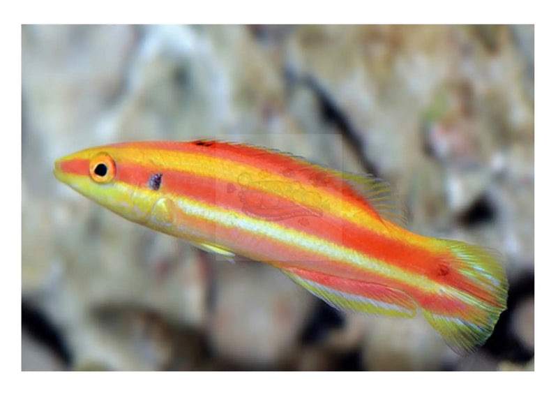 African Basslet